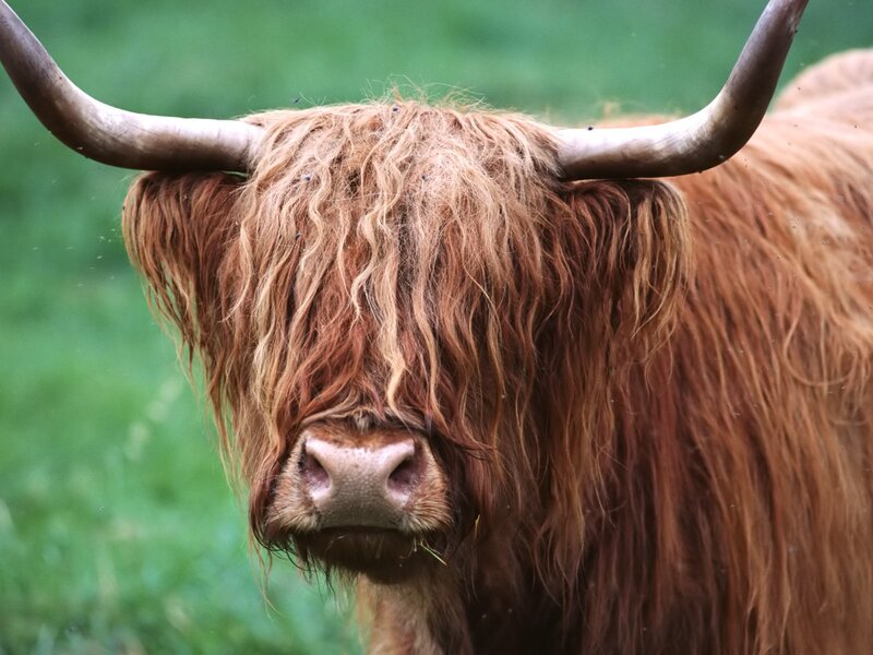 Highland cow with long horns