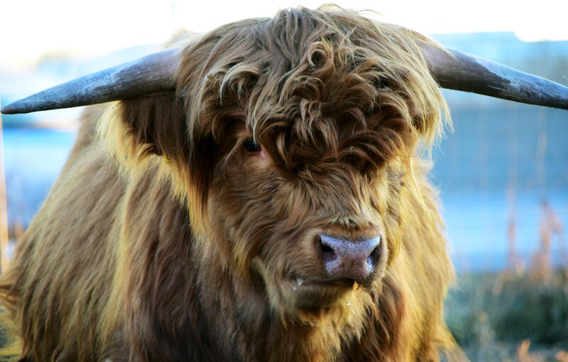 Highland cow with long horns