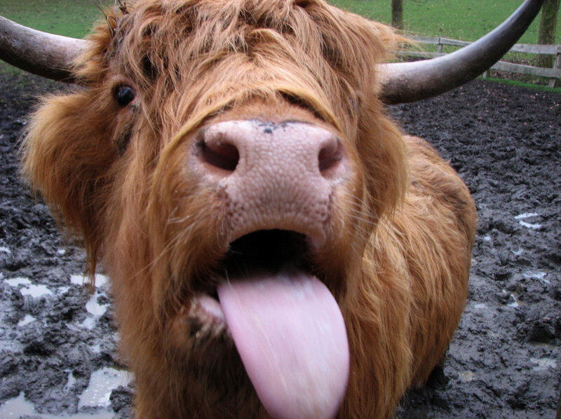 Highland cow with long tongue