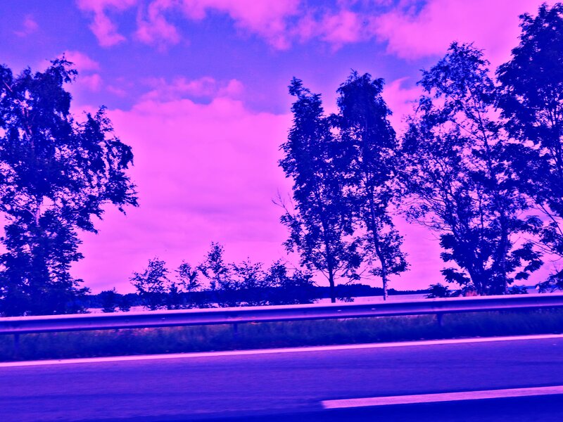 Highway Guardrail and Trees
