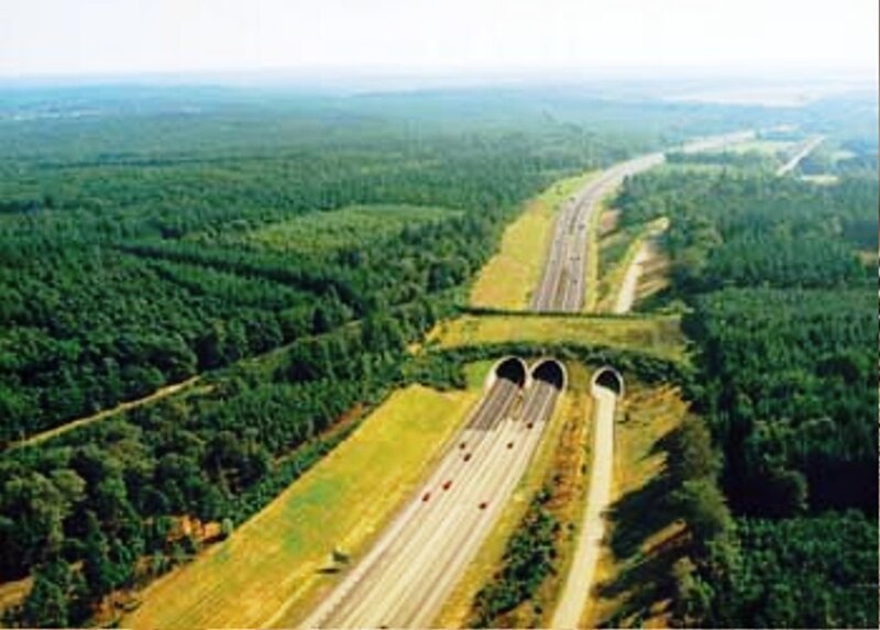 Highway Tunnels in Forest