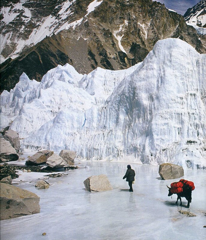 Hiker and yak on glacier