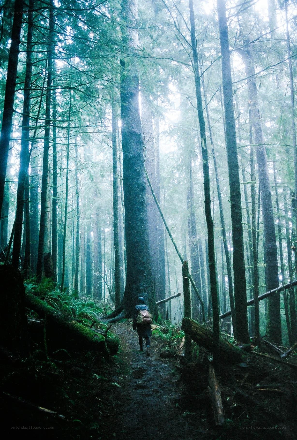 Hiker in a misty forest