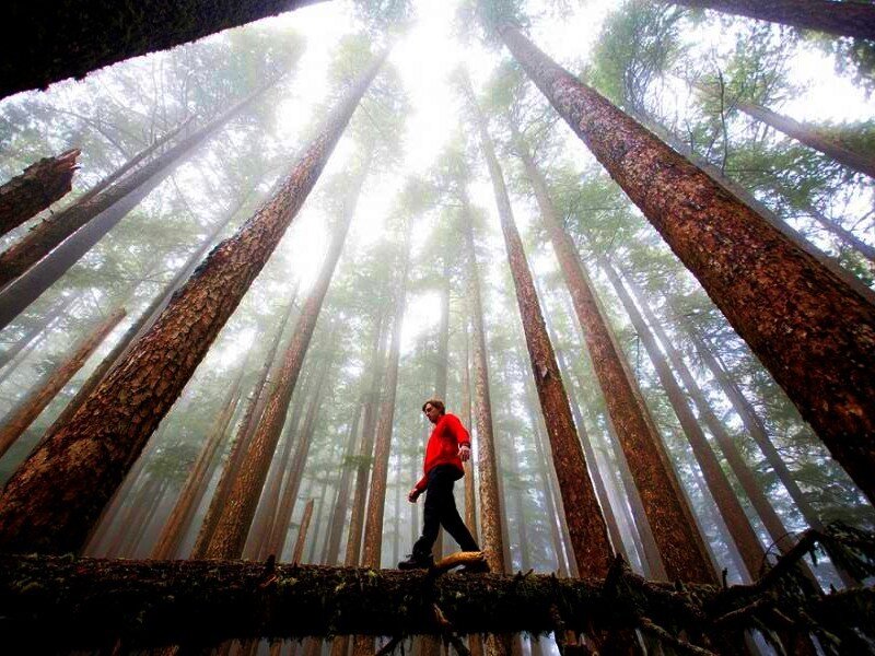Hiker in a misty forest