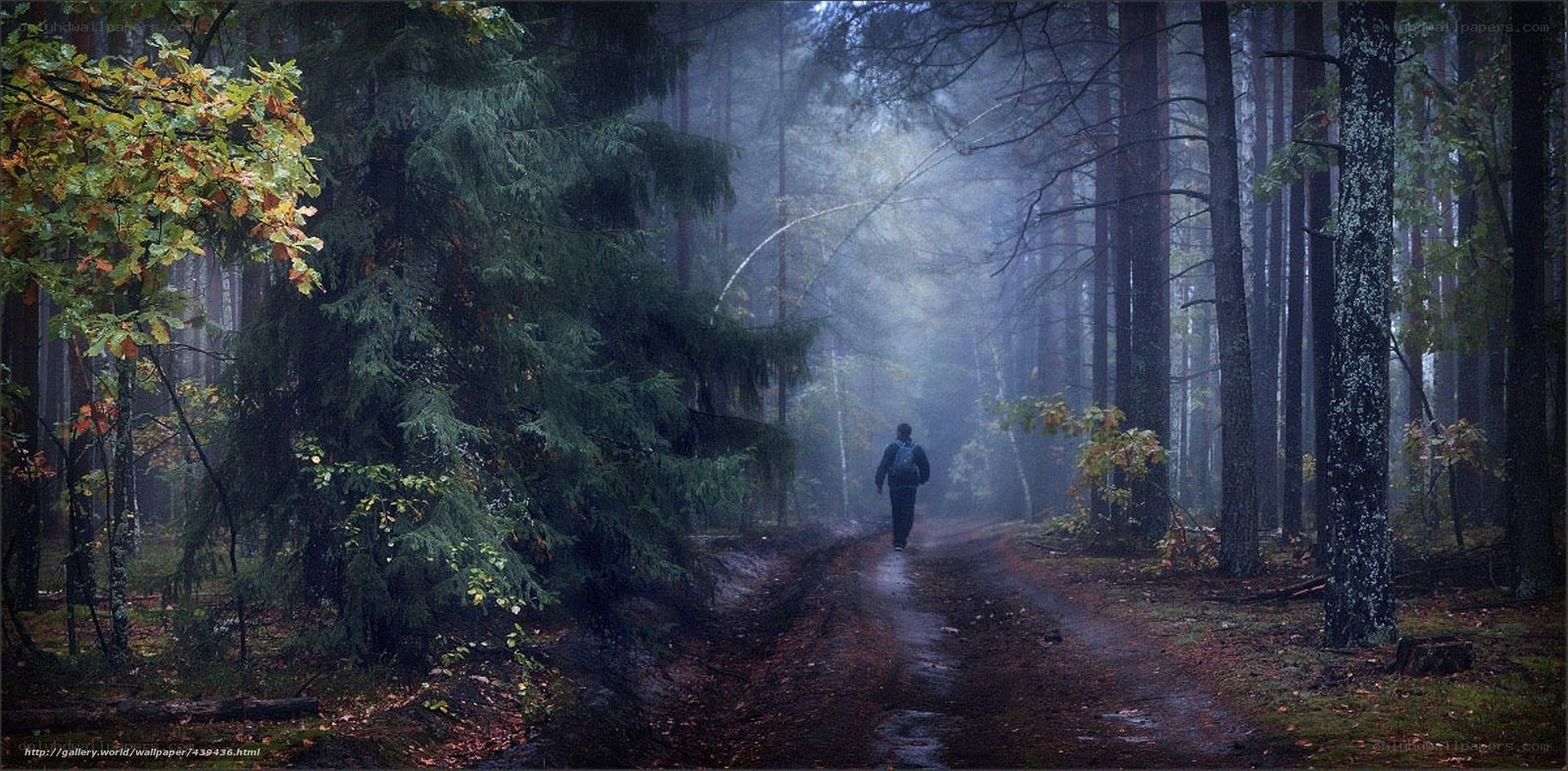 Hiker in a misty forest