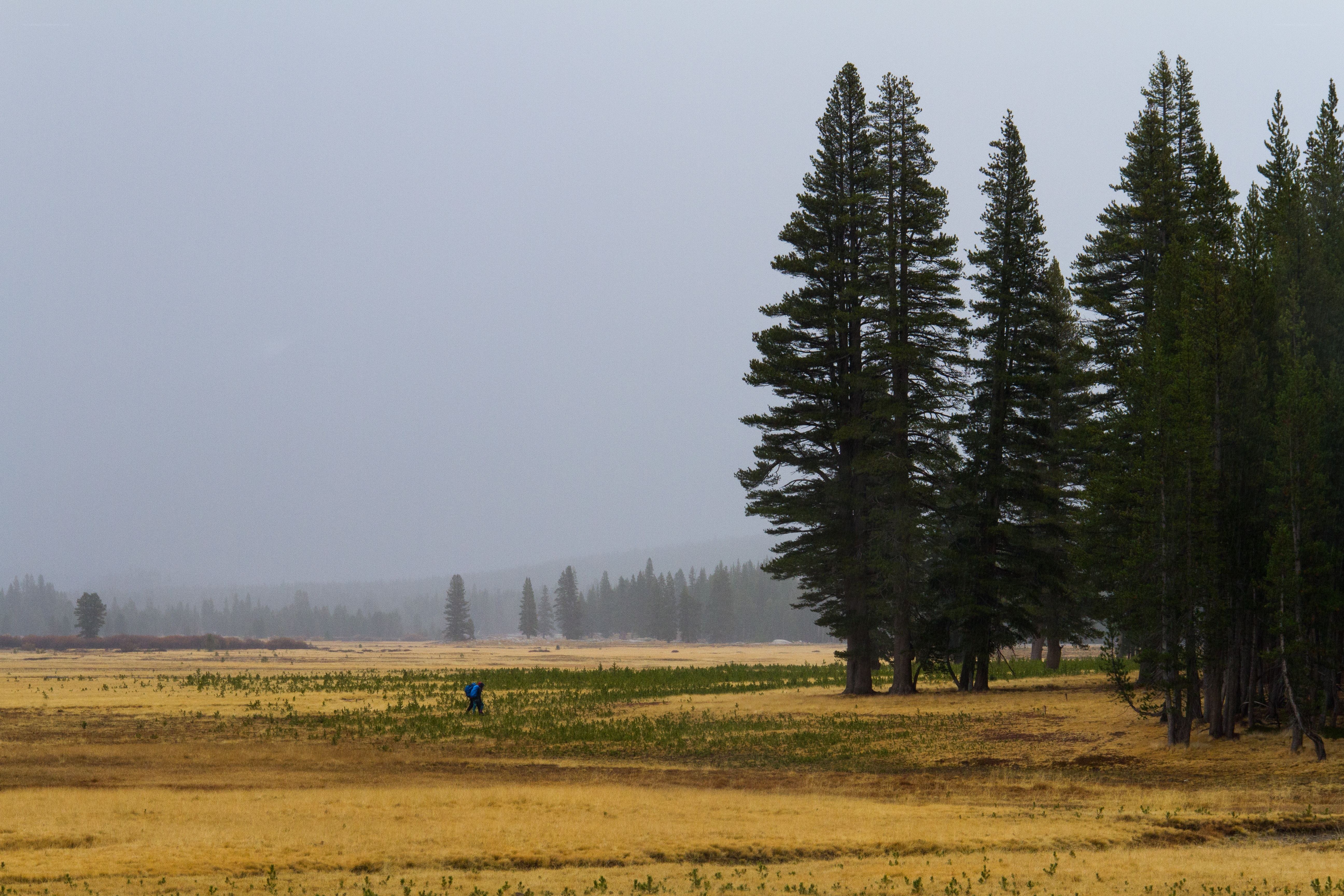 hiker in a misty meadow