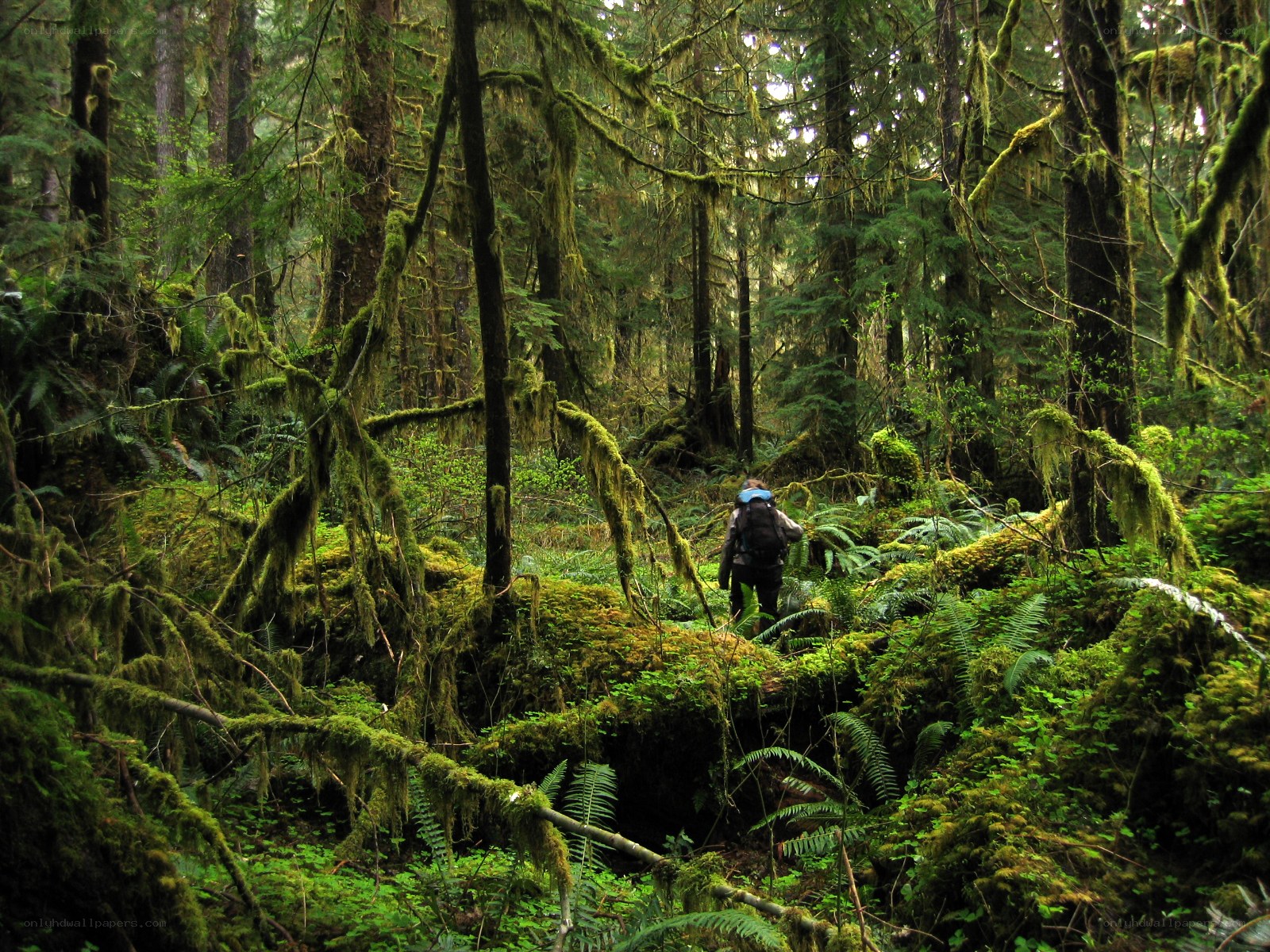 Hiker in a mossy forest