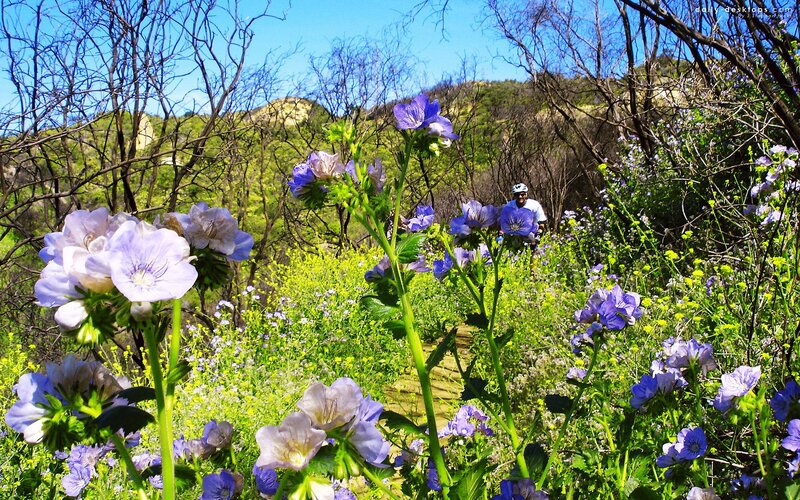 Hiker in a wildflower meadow