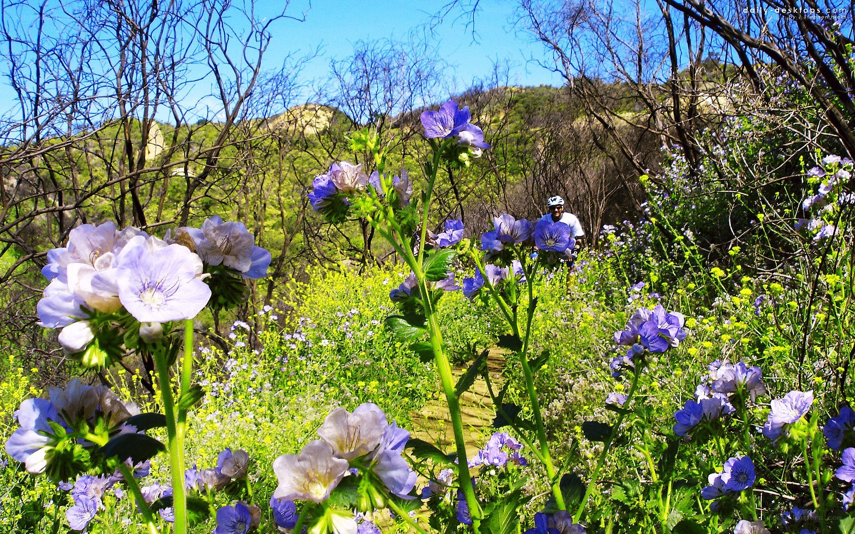 Hiker in a wildflower meadow