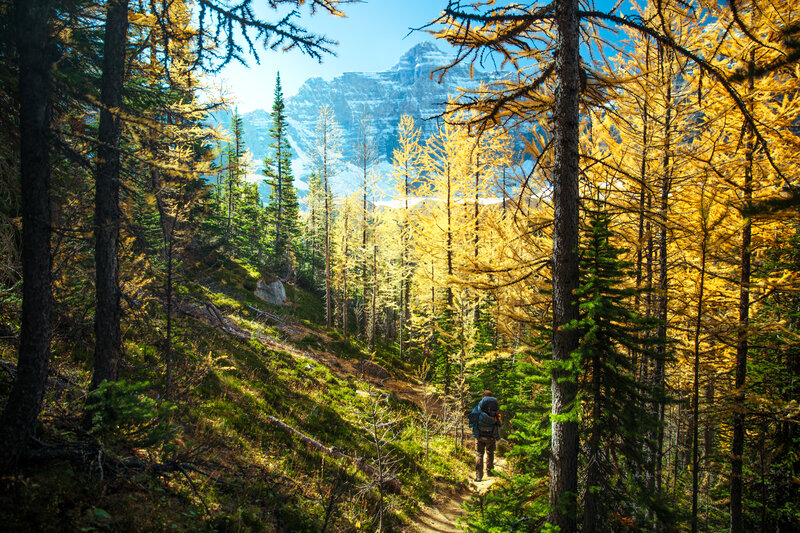 Hiker in Forest