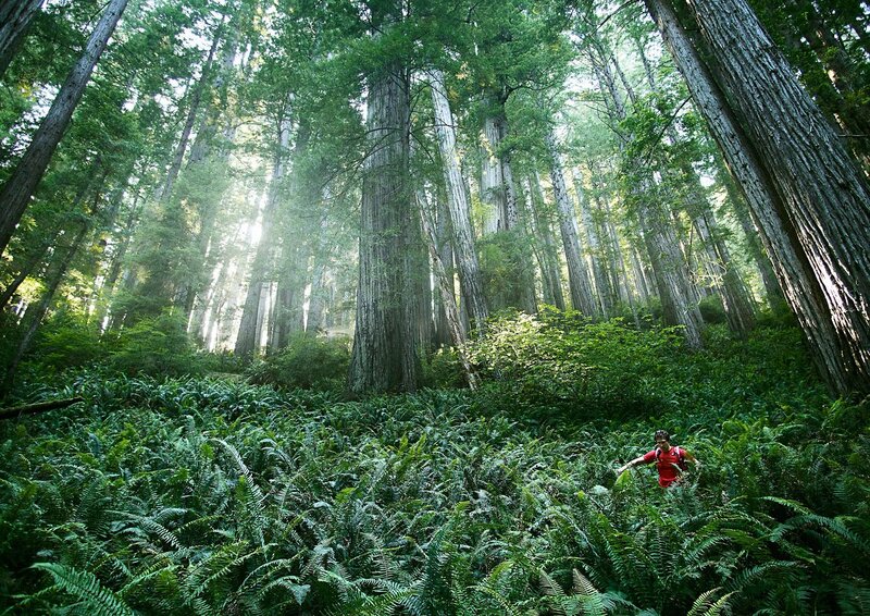 Hiker in red shirt among ferns