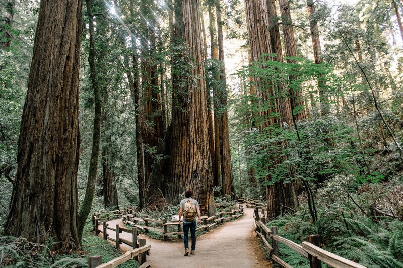 Hiker in Redwood Forest
