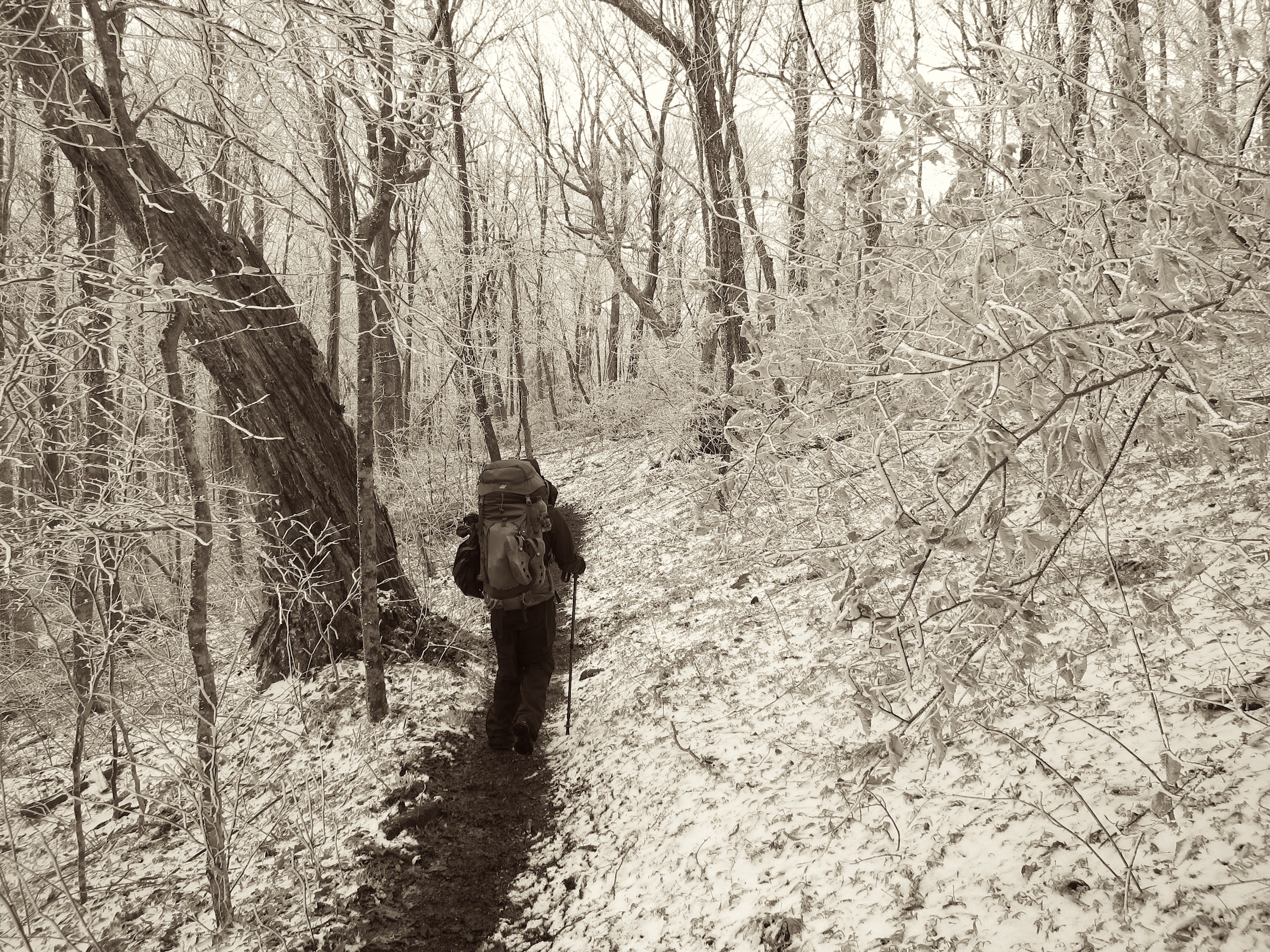 Hiker in snowy forest