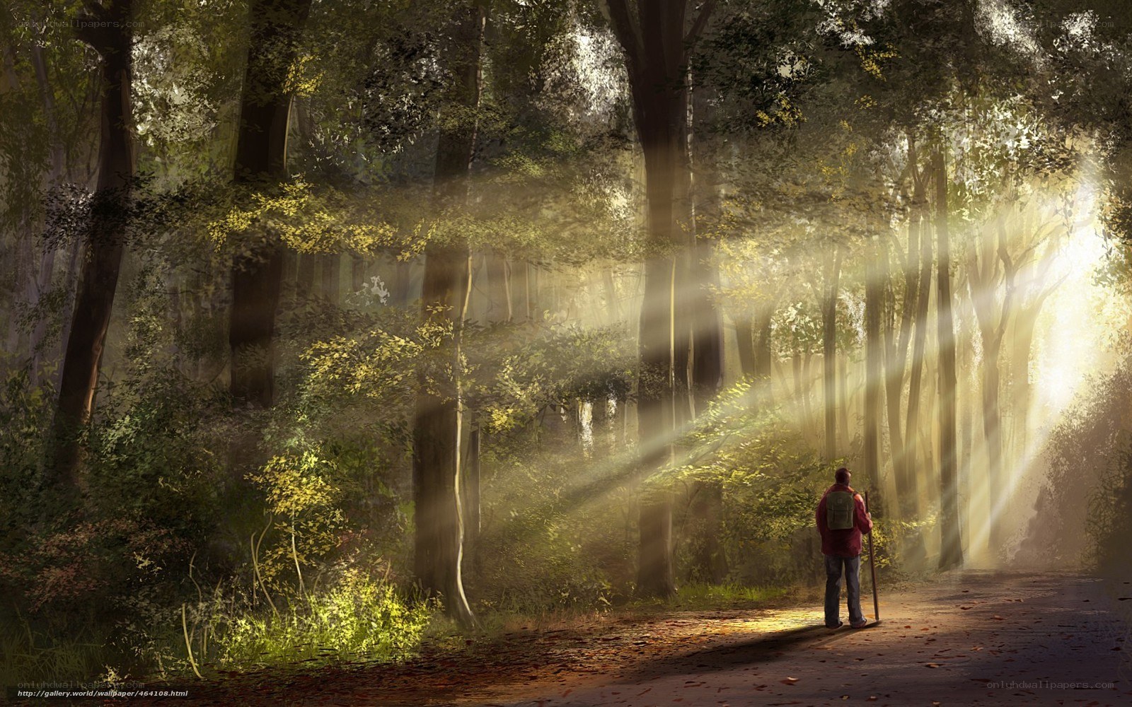 Hiker in Sunlit Forest
