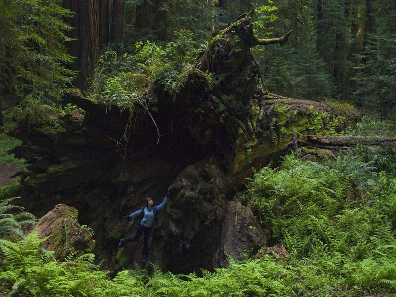 Hiker near fallen redwood