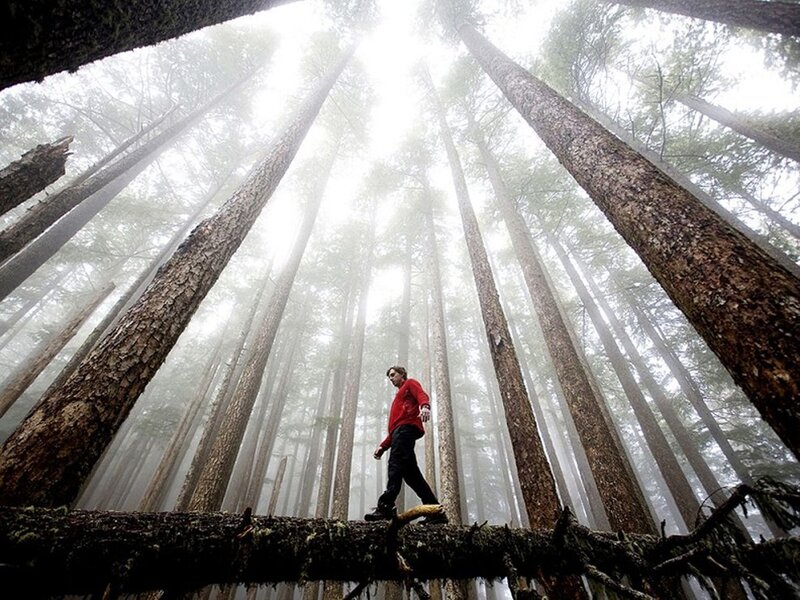 Hiker on fallen log in forest