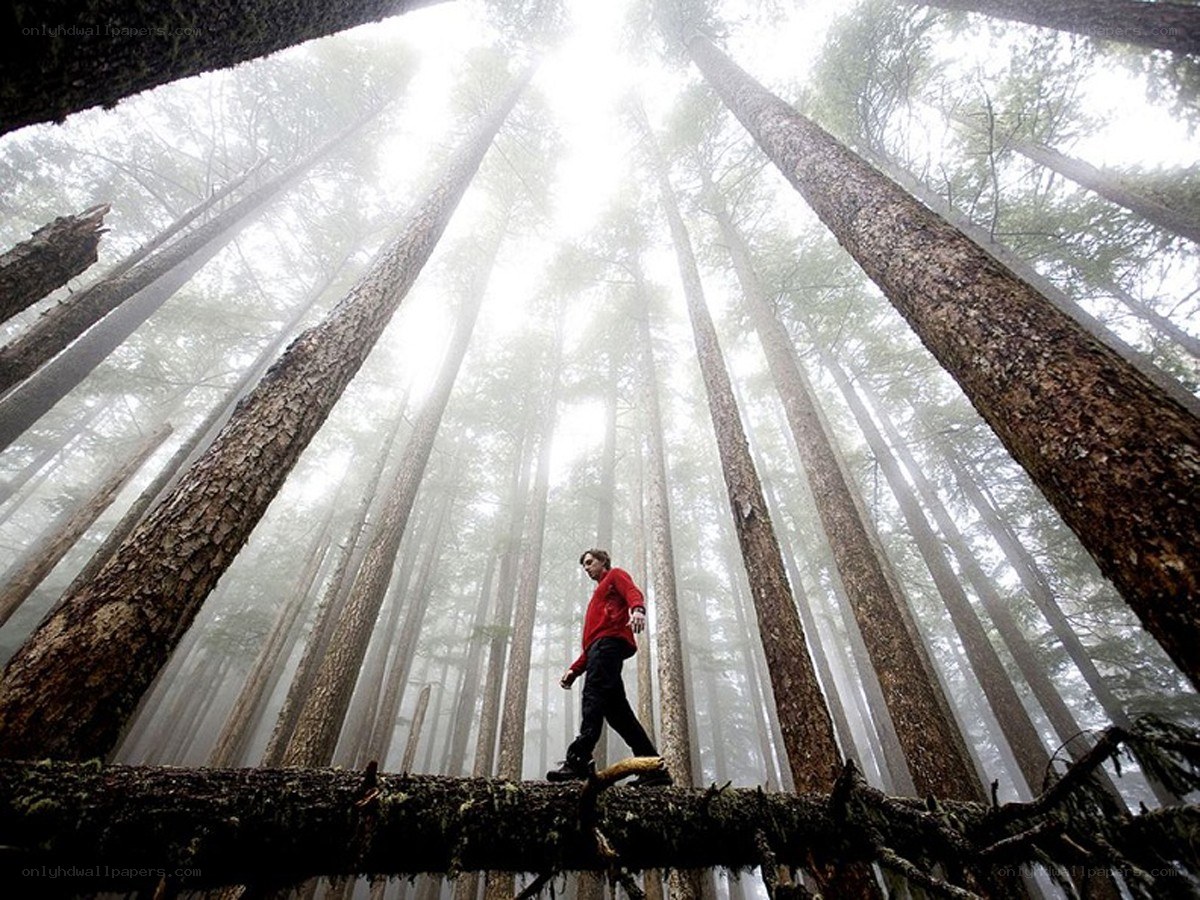 Hiker on fallen log in forest