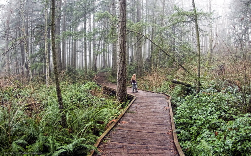 Hiker on forest boardwalk