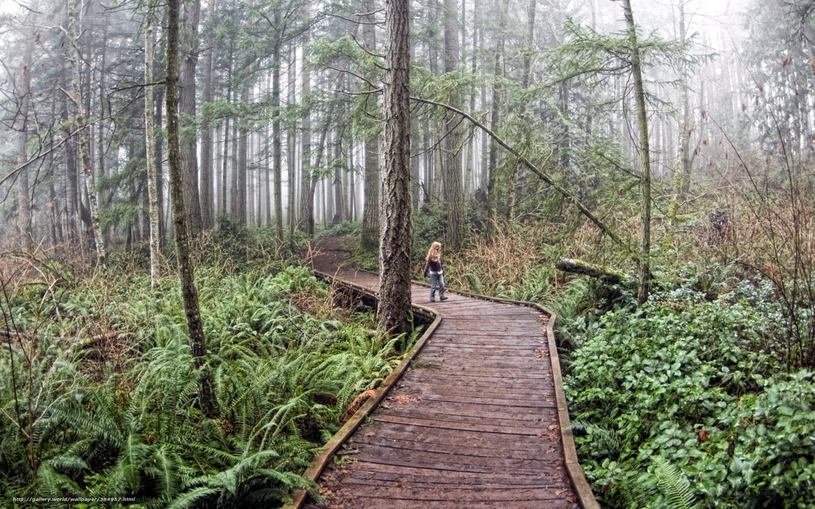 Hiker on forest boardwalk
