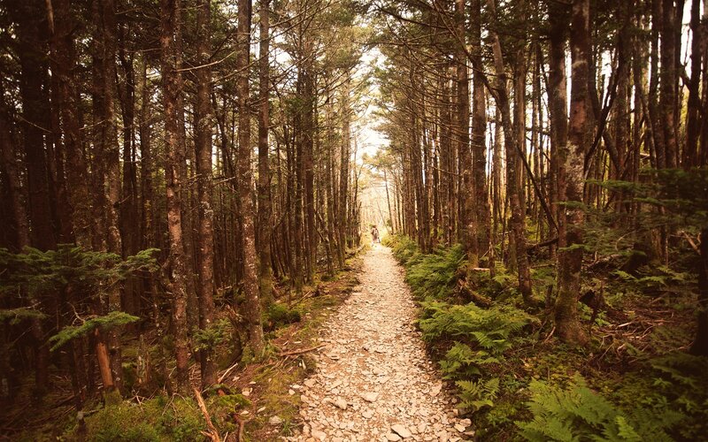 Hiker on Forest Trail — Green
