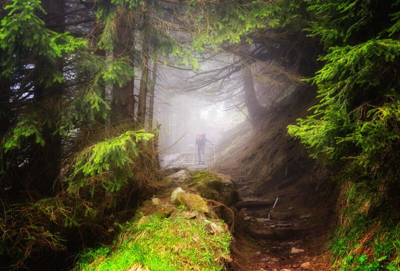 Hiker on Forest Trail