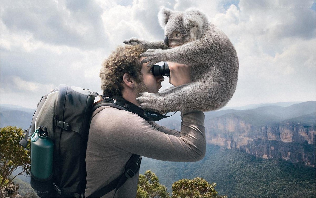 hiker with koala on shoulder