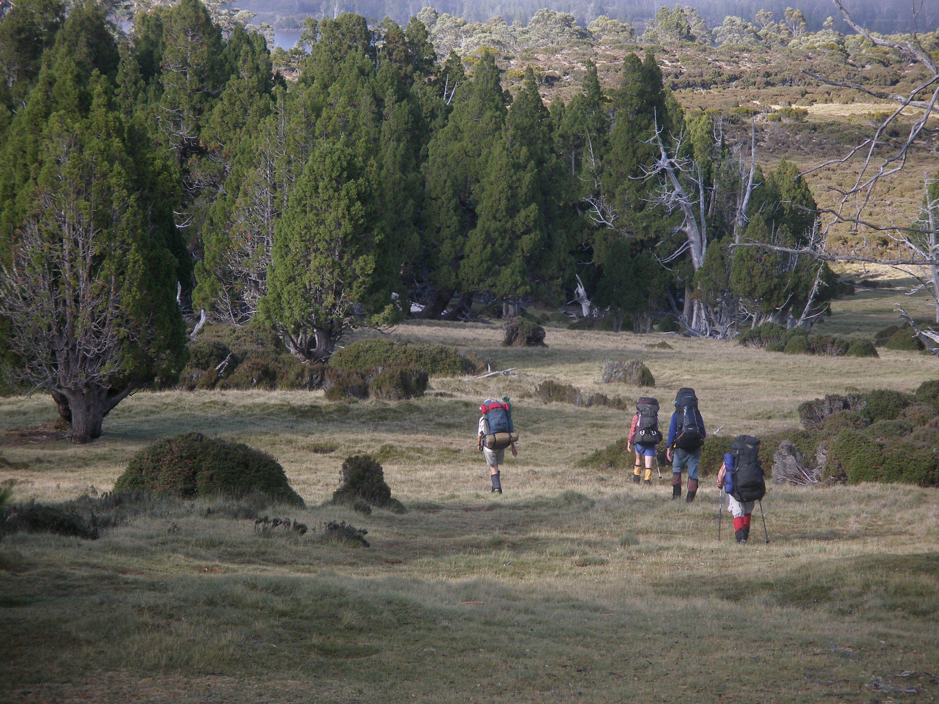 Hikers in a grassy field