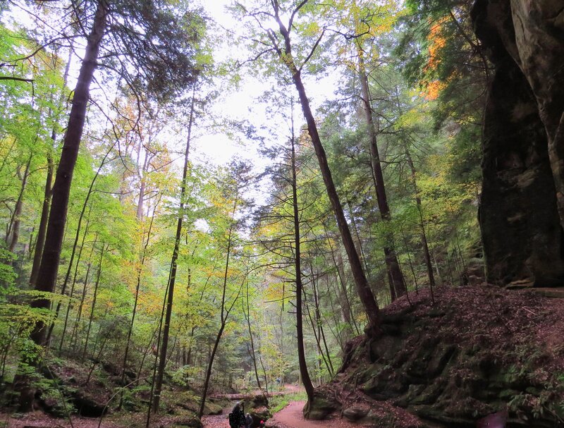 Hikers in Forest — Green, Serene, Autumn
