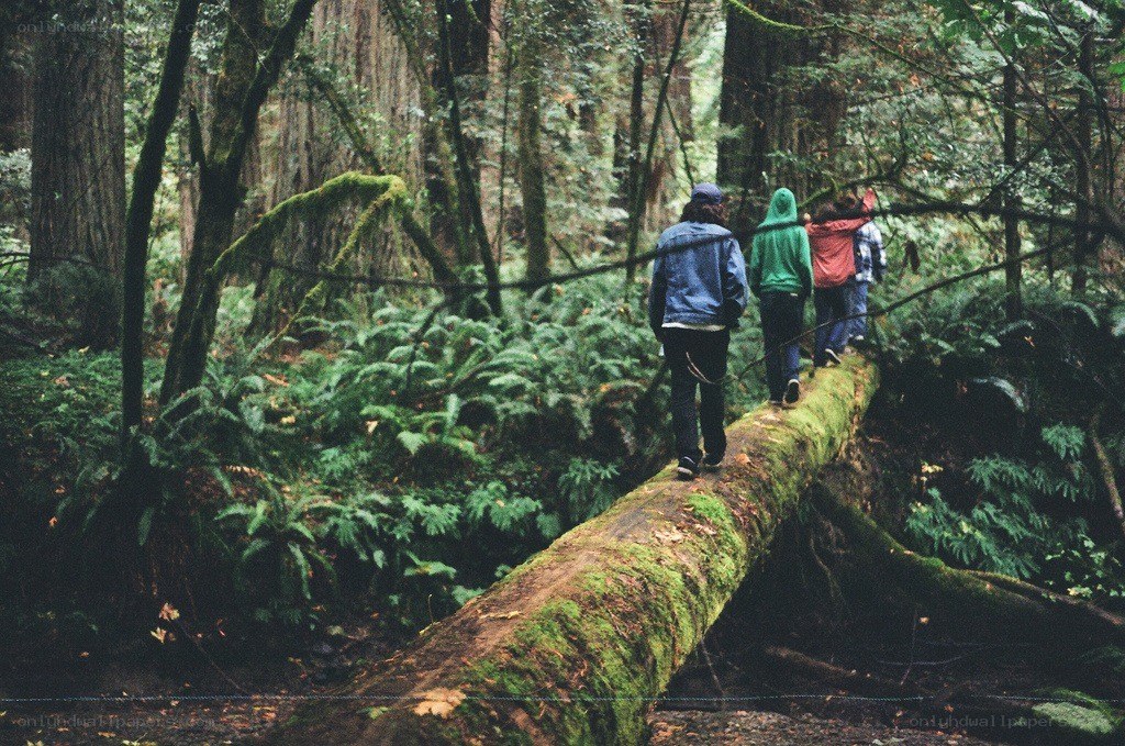 Hikers on a fallen log