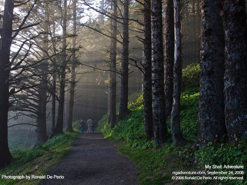 Hikers on a forest path