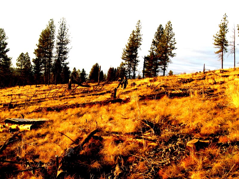 Hikers on a forest trail