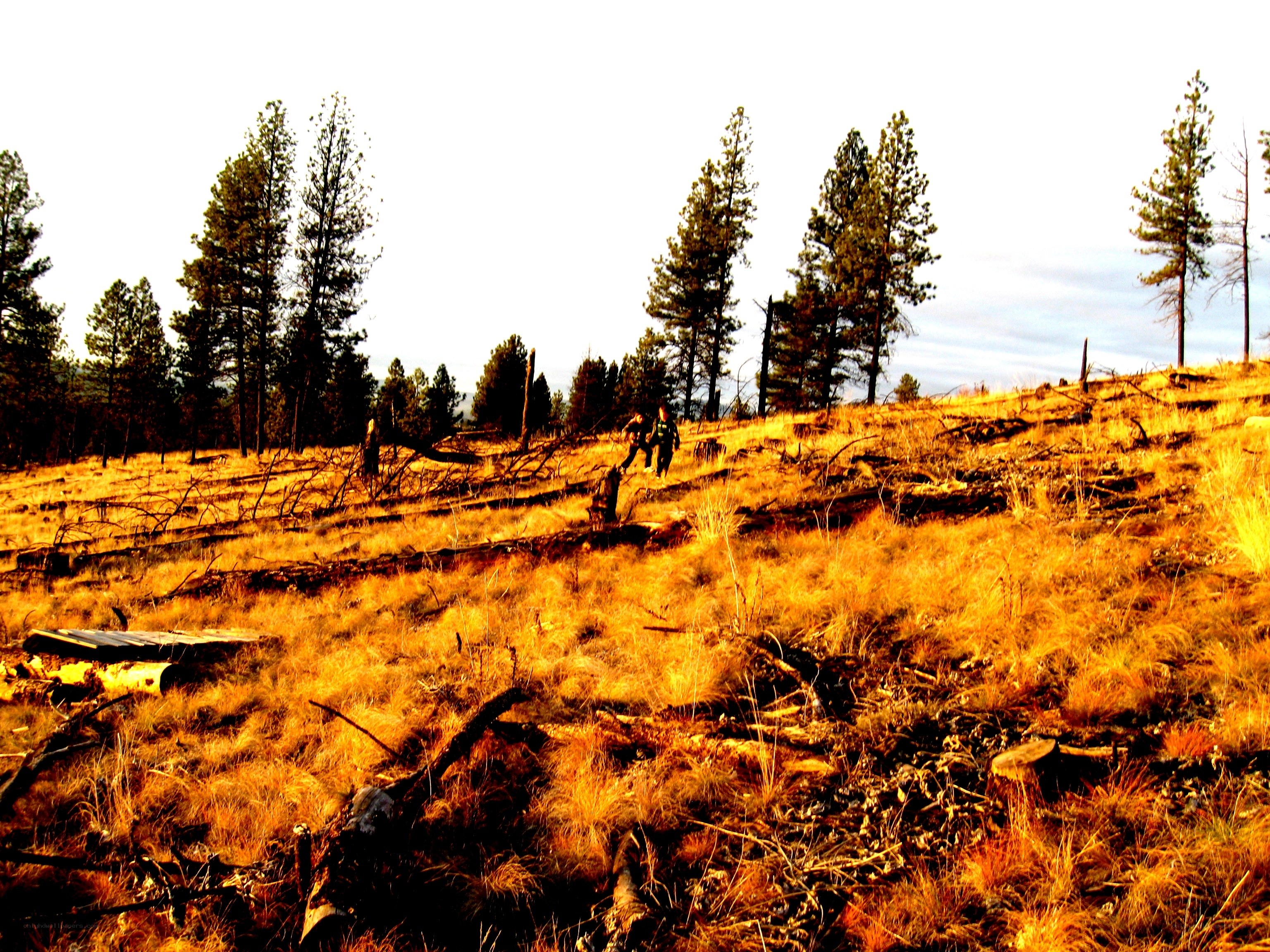 Hikers on a forest trail