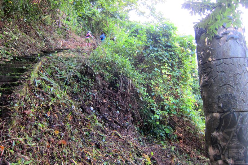 Hikers on a Forest Trail — Green