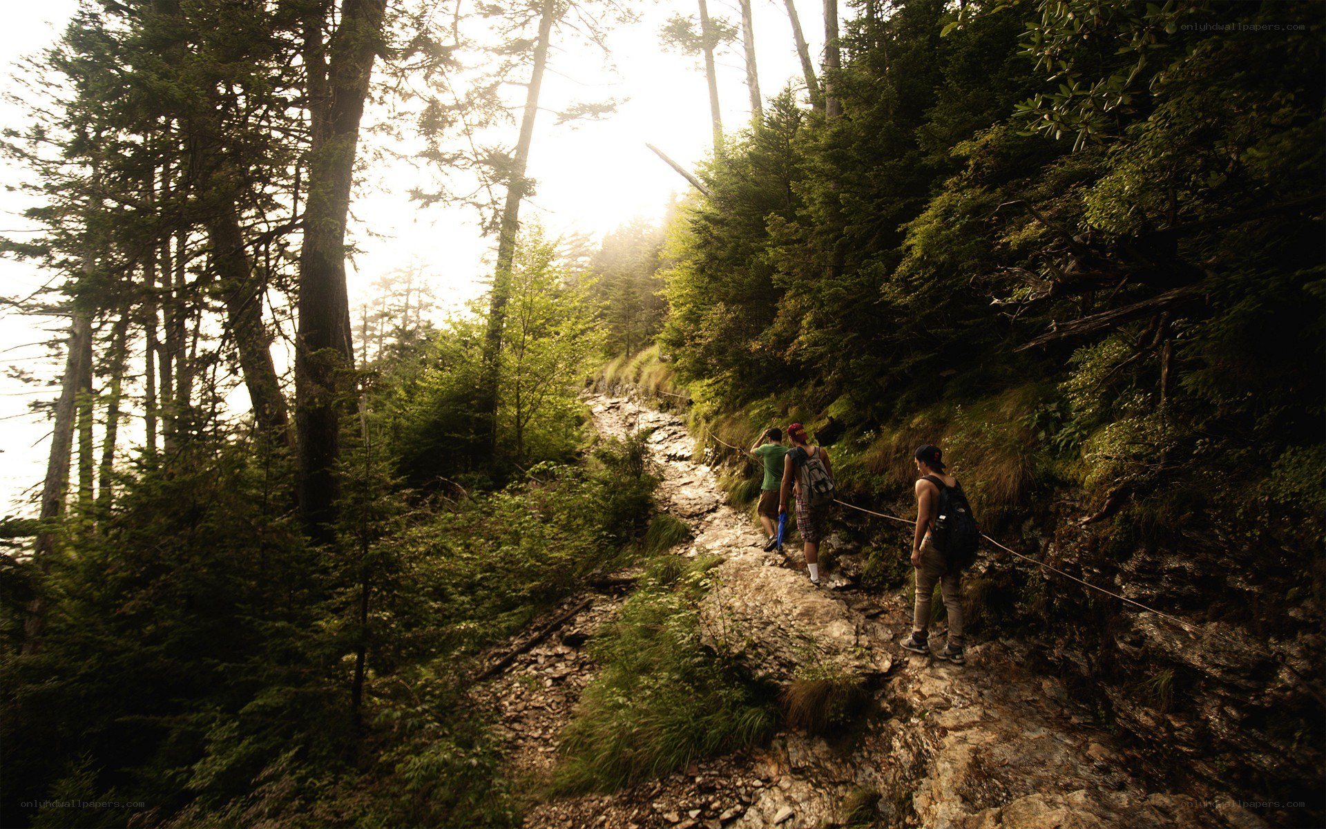 Hikers on a forest trail