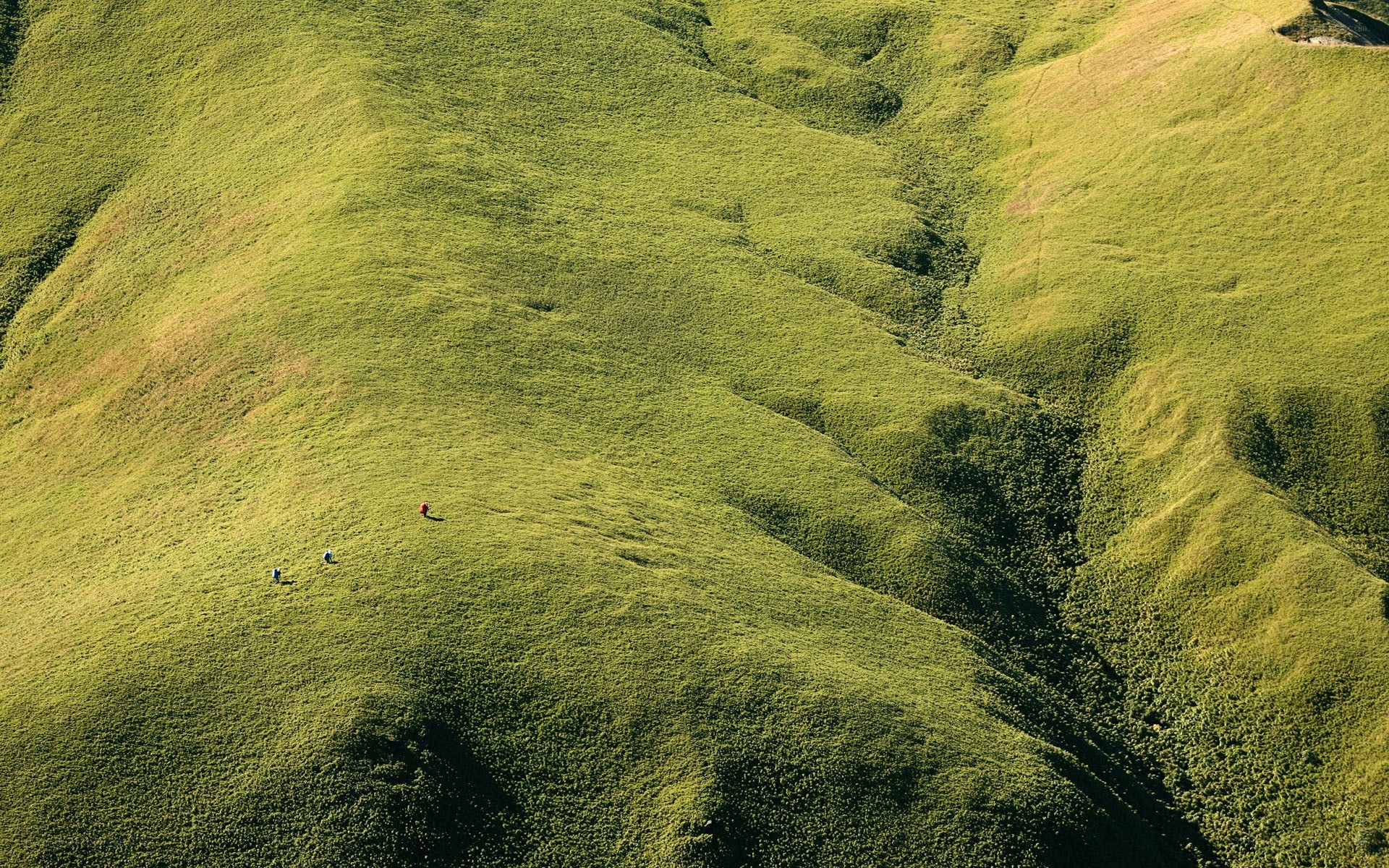 Hikers on a green hillside