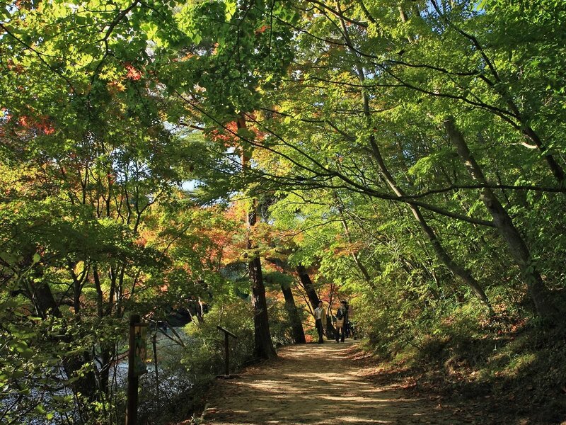 Hikers on Forest Path