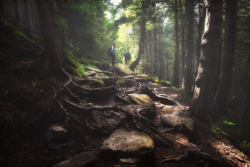 Hikers on Forest Trail