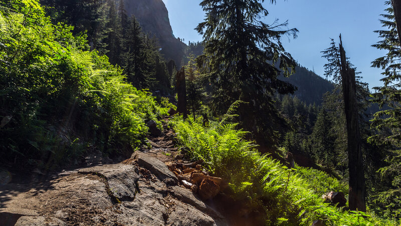 Hiking Trail in Forest — Green, Serene, Afternoon