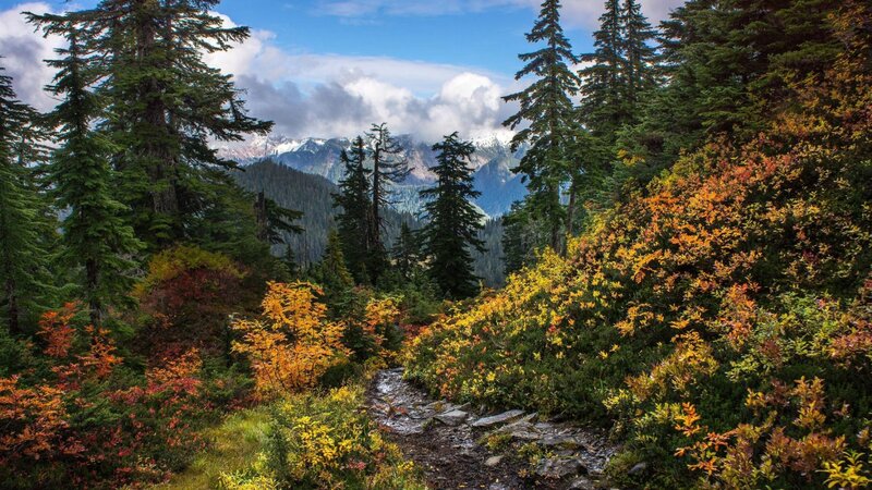 Hiking Trail in Forest — Green, Serene, Autumn