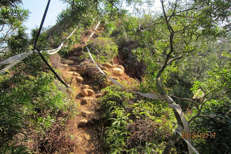 Hiking Trail in Forest — Green