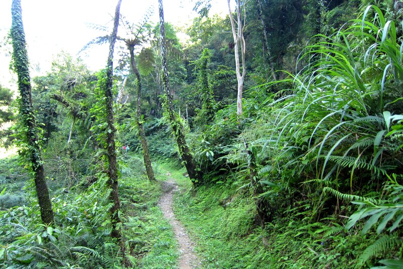 Hiking Trail in Forest
