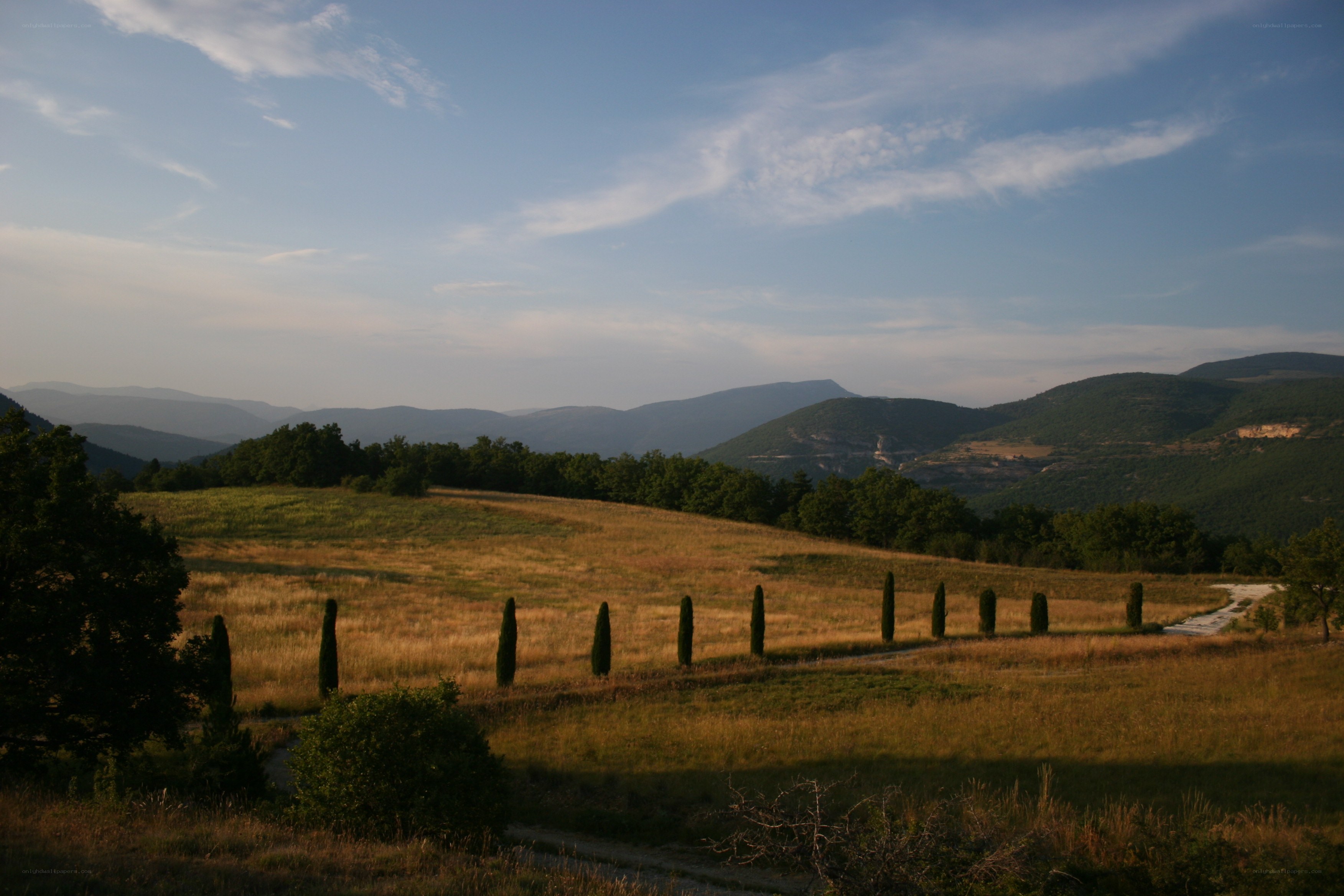 Hills and cypress trees at sunset