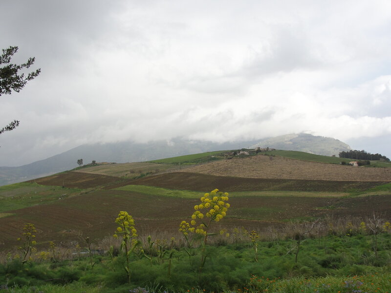 Hills with fennel flowers