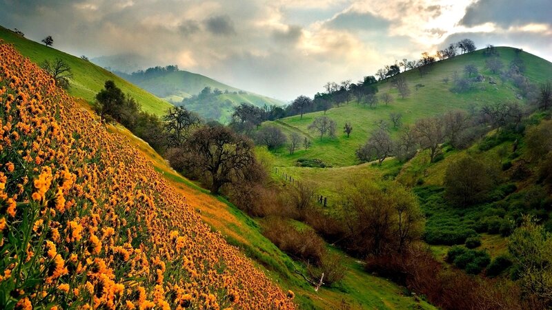 Hills with wildflowers at sunset
