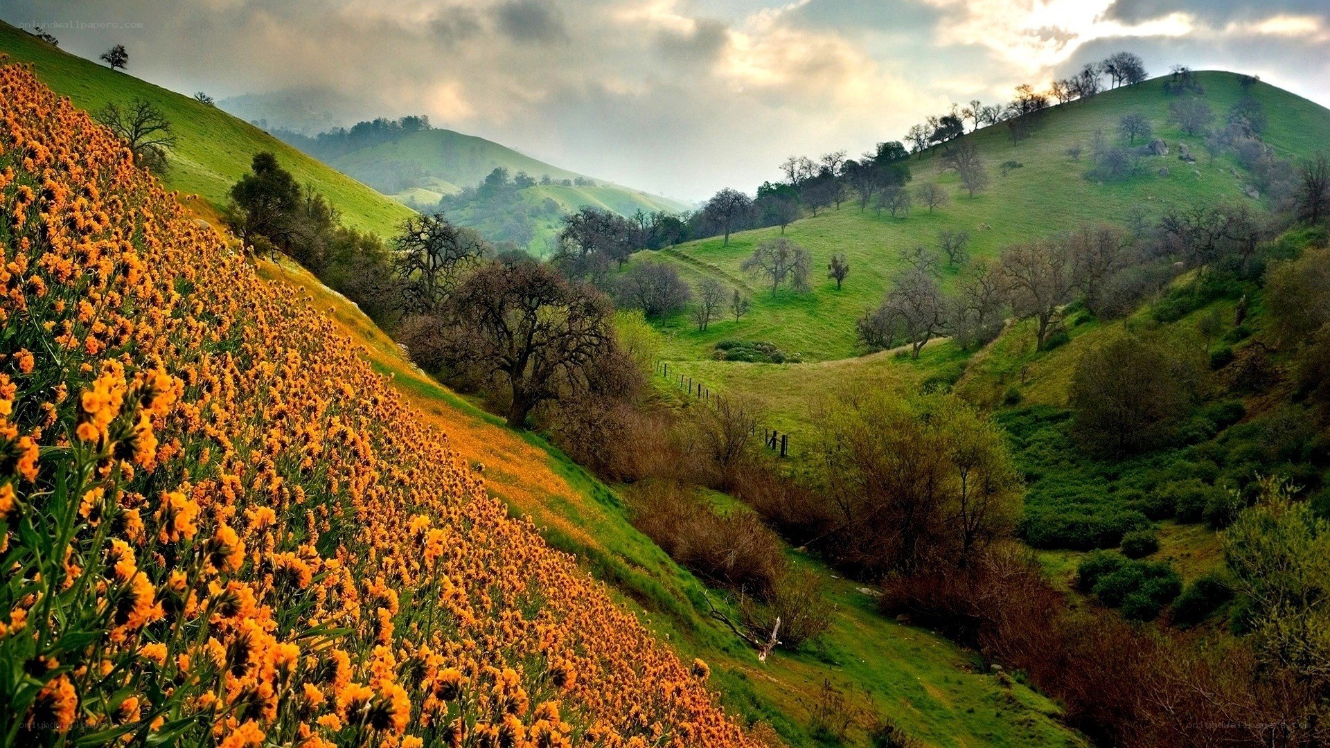 Hills with wildflowers in spring
