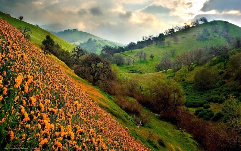 Hills with Wildflowers