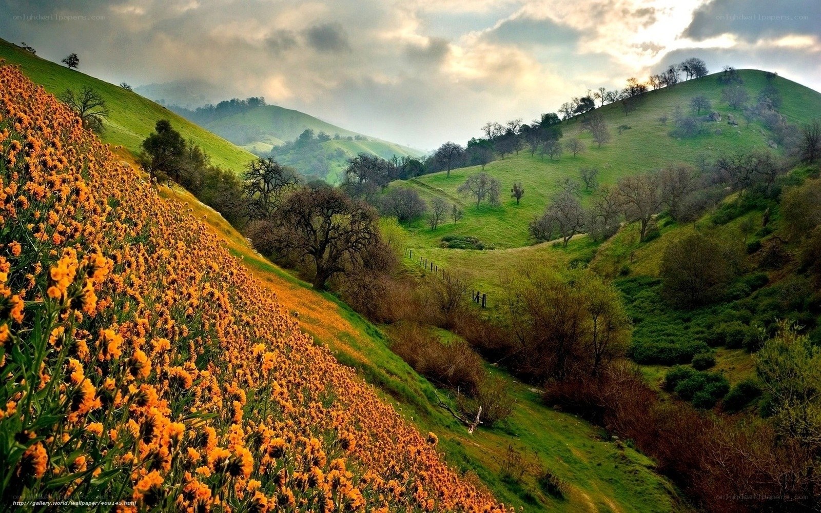 Hills with Wildflowers