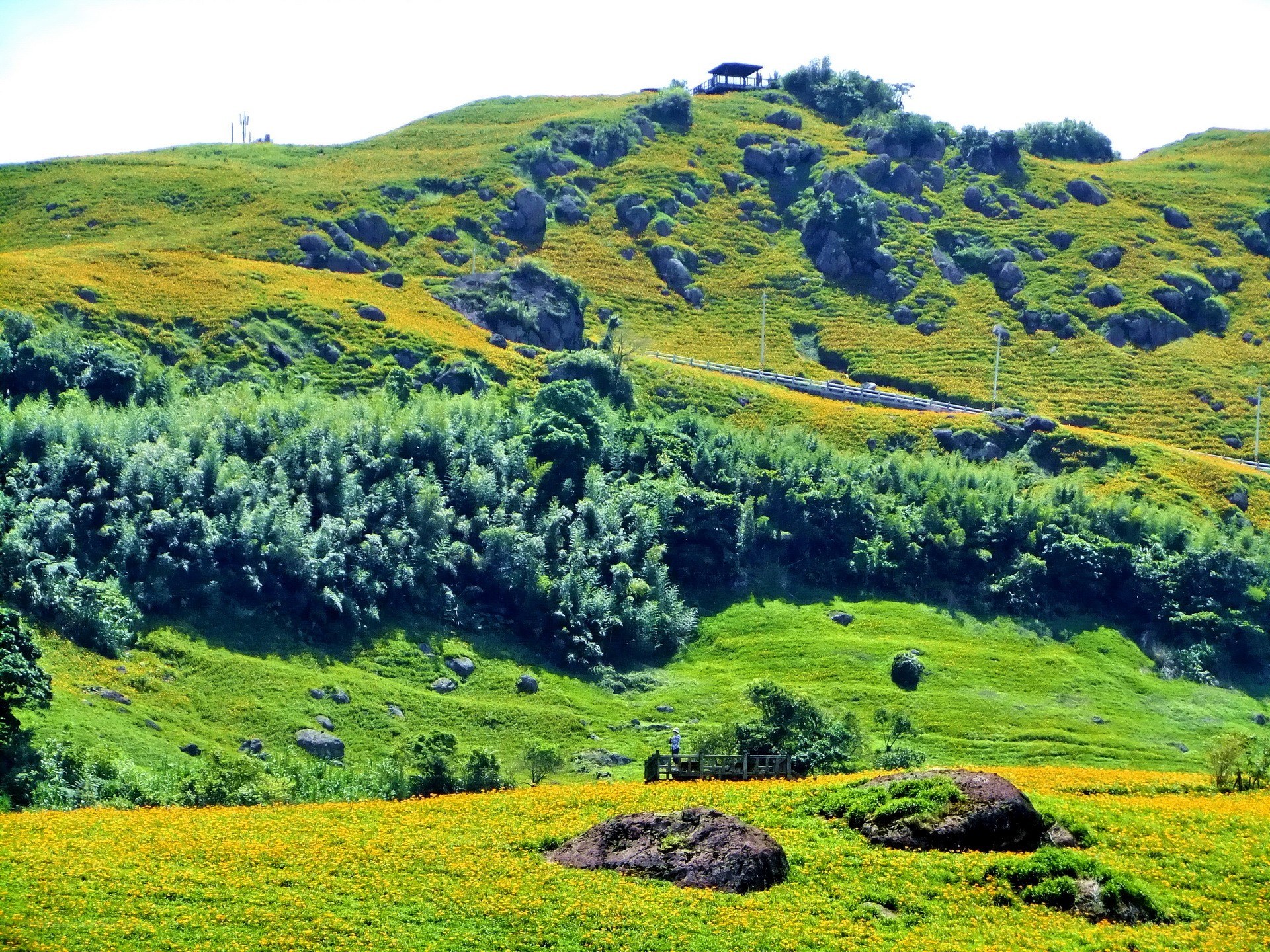 Hillside covered in yellow flowers