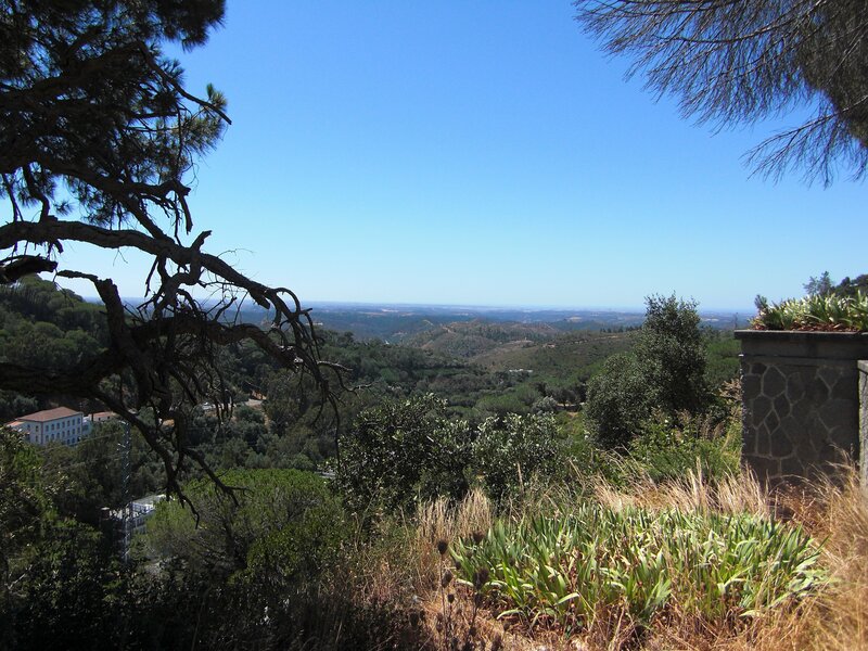Hillside view with trees and buildings