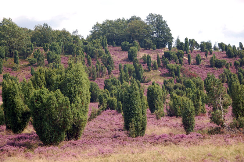 Hillside with purple heather and shrubs